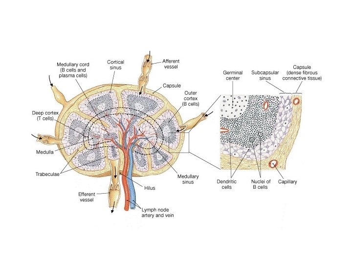 Lymph Node 