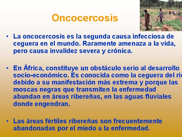 Oncocercosis • La oncocercosis es la segunda causa infecciosa de ceguera en el mundo.