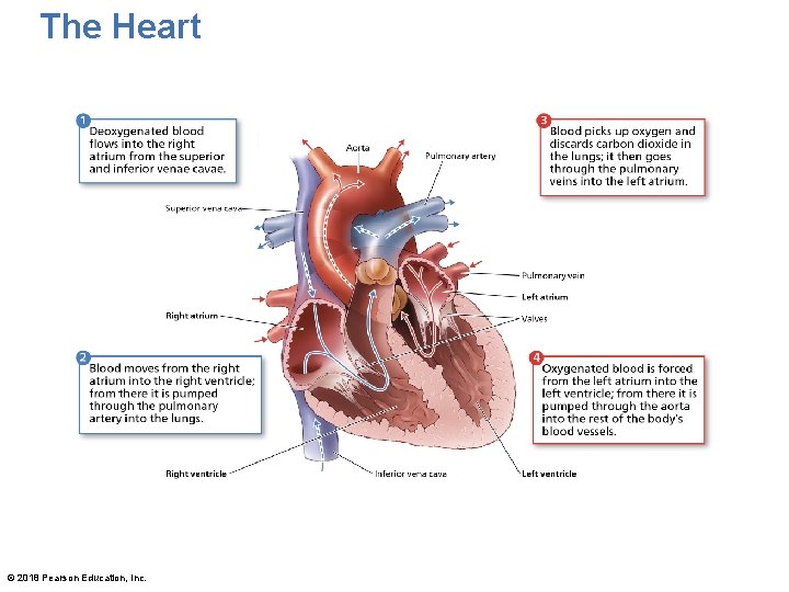 Chapter 3 Lecture Conditioning Your Cardiorespiratory System 2018