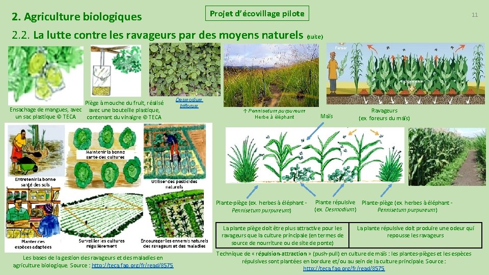 Projet d’écovillage pilote 2. Agriculture biologiques 11 2. 2. La lutte contre les ravageurs