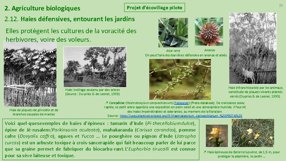 23 Projet d’écovillage pilote 2. Agriculture biologiques 2. 12. Haies défensives, entourant les jardins