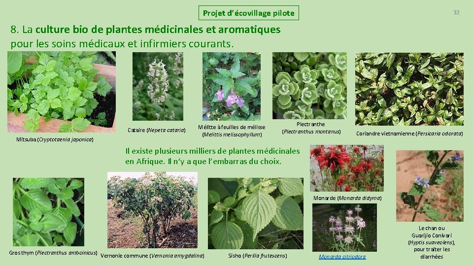 Projet d’écovillage pilote 32 8. La culture bio de plantes médicinales et aromatiques pour