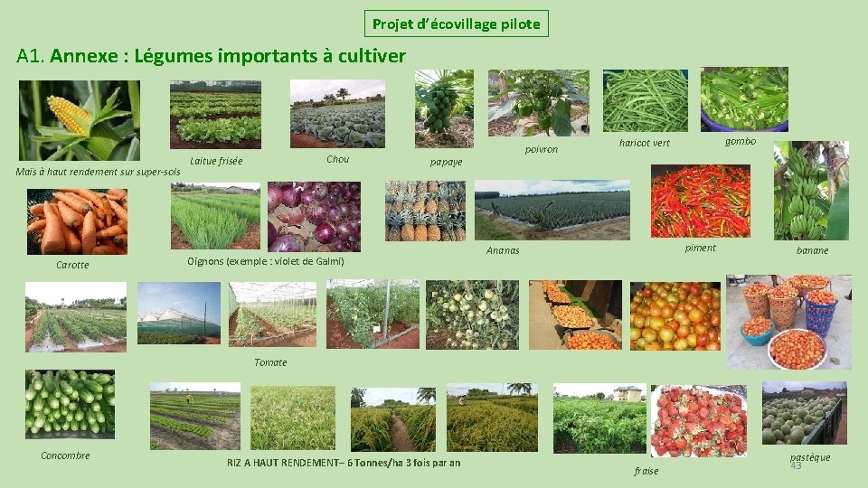 Projet d’écovillage pilote A 1. Annexe : Légumes importants à cultiver Maïs à haut