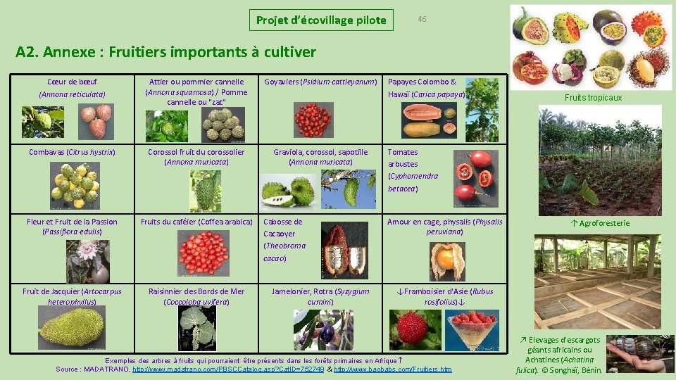 Projet d’écovillage pilote 46 A 2. Annexe : Fruitiers importants à cultiver Cœur de