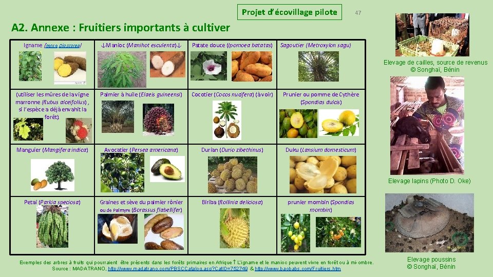 Projet d’écovillage pilote 47 A 2. Annexe : Fruitiers importants à cultiver Igname (genre