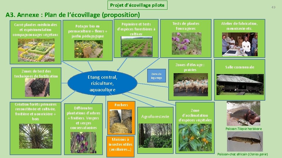 Projet d’écovillage pilote 49 A 3. Annexe : Plan de l’écovillage (proposition) Carré plantes