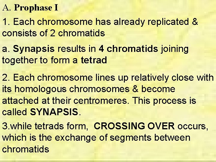 A. Prophase I 1. Each chromosome has already replicated & consists of 2 chromatids