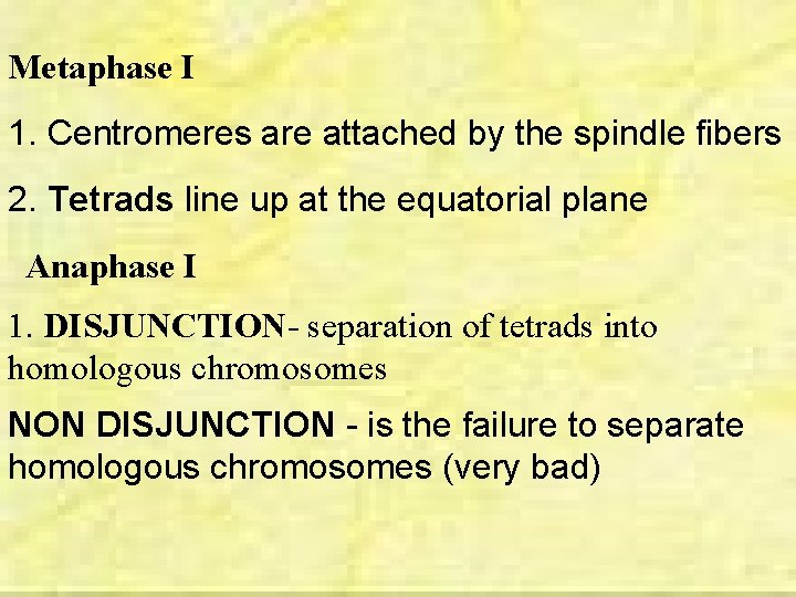 Metaphase I 1. Centromeres are attached by the spindle fibers 2. Tetrads line up