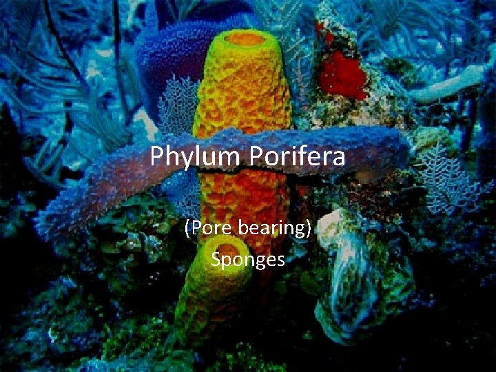 Phylum Porifera (Pore bearing) Sponges 