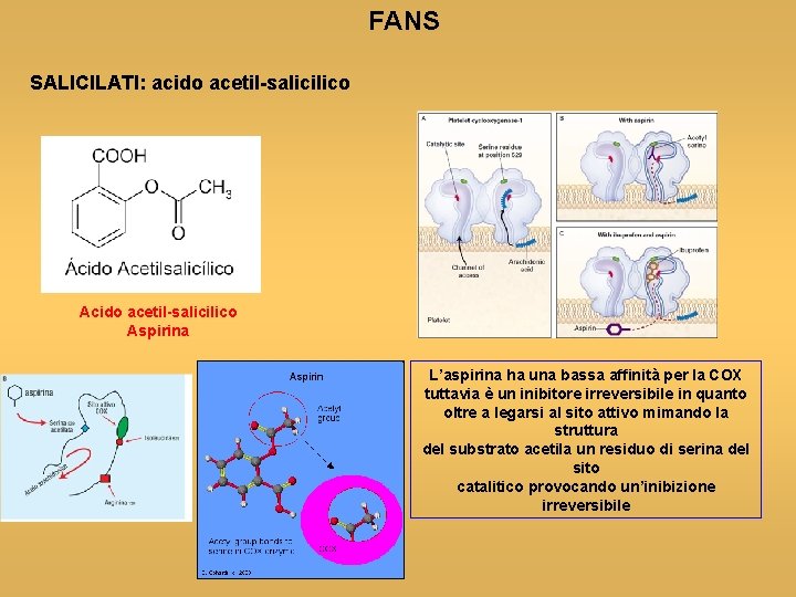 FANS SALICILATI: acido acetil-salicilico Aspirina L’aspirina ha una bassa affinità per la COX tuttavia