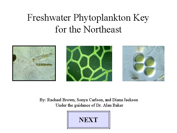 Freshwater Phytoplankton Key for the Northeast By: Rachael Brown, Sonya Carlson, and Diana Jackson