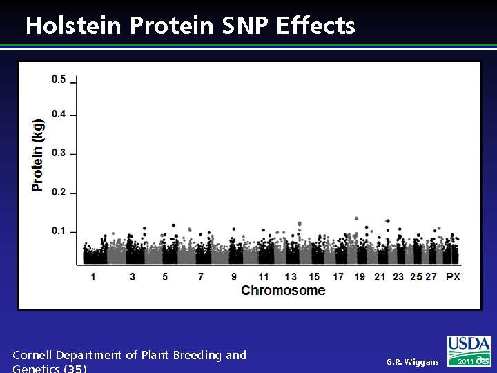 Holstein Protein SNP Effects Cornell Department of Plant Breeding and G. R. Wiggans 2011