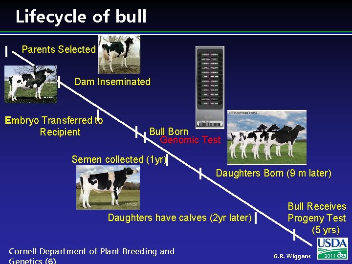 Lifecycle of bull Parents Selected Dam Inseminated Embryo Transferred to Recipient Bull Born Genomic