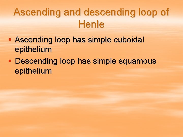 Ascending and descending loop of Henle § Ascending loop has simple cuboidal epithelium §