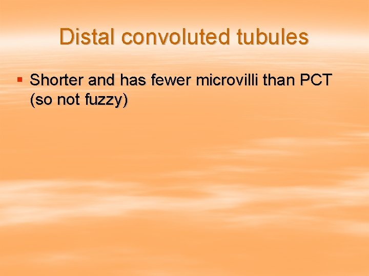 Distal convoluted tubules § Shorter and has fewer microvilli than PCT (so not fuzzy)