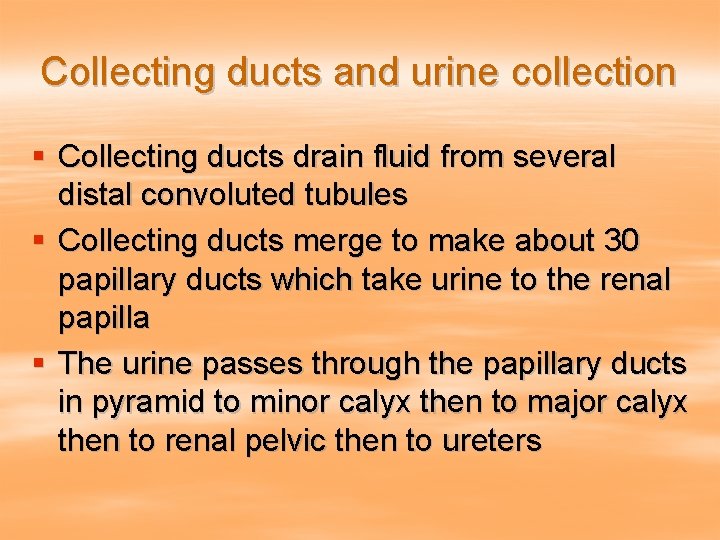 Collecting ducts and urine collection § Collecting ducts drain fluid from several distal convoluted