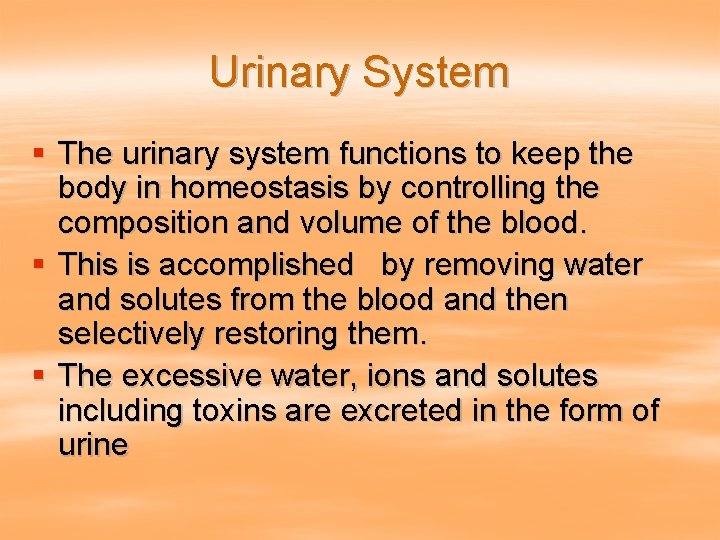 Urinary System § The urinary system functions to keep the body in homeostasis by