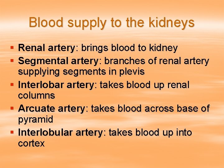 Blood supply to the kidneys § Renal artery: brings blood to kidney § Segmental