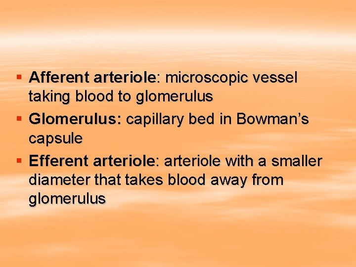 § Afferent arteriole: microscopic vessel taking blood to glomerulus § Glomerulus: capillary bed in