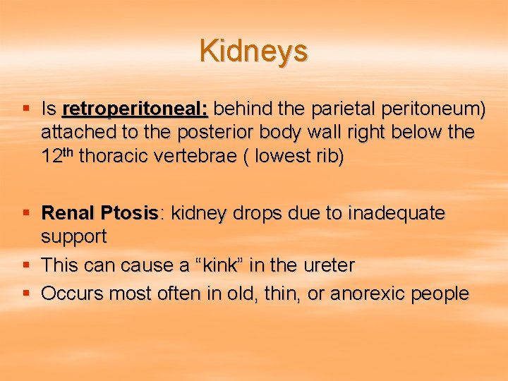 Kidneys § Is retroperitoneal: behind the parietal peritoneum) attached to the posterior body wall