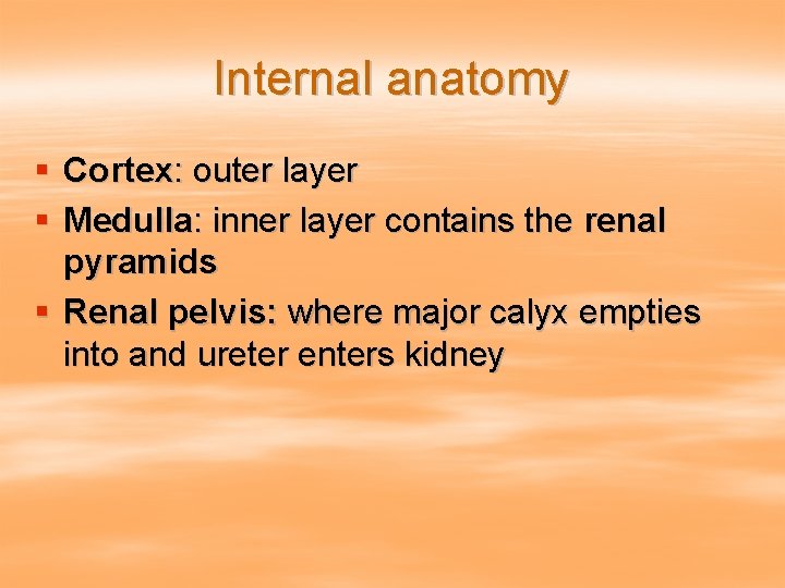 Internal anatomy § Cortex: outer layer § Medulla: inner layer contains the renal pyramids