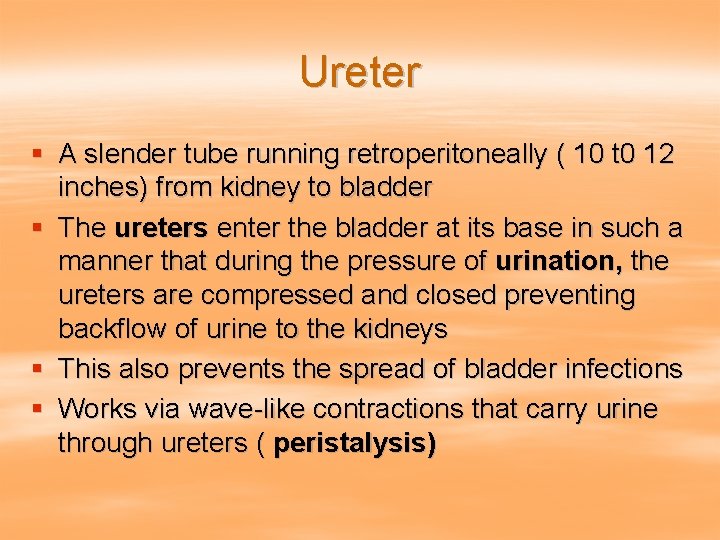 Ureter § A slender tube running retroperitoneally ( 10 t 0 12 inches) from