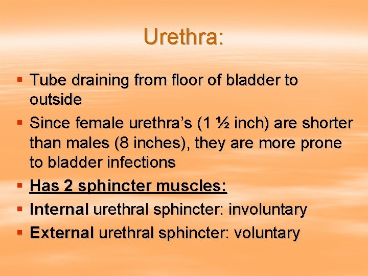 Urethra: § Tube draining from floor of bladder to outside § Since female urethra’s