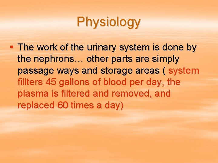 Physiology § The work of the urinary system is done by the nephrons… other