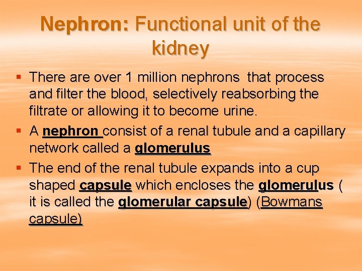 Nephron: Functional unit of the kidney § There are over 1 million nephrons that