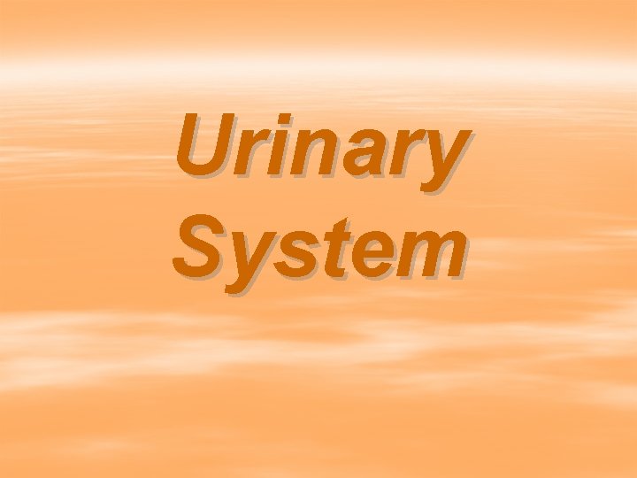 Urinary System 