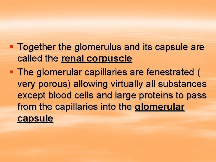 § Together the glomerulus and its capsule are called the renal corpuscle § The