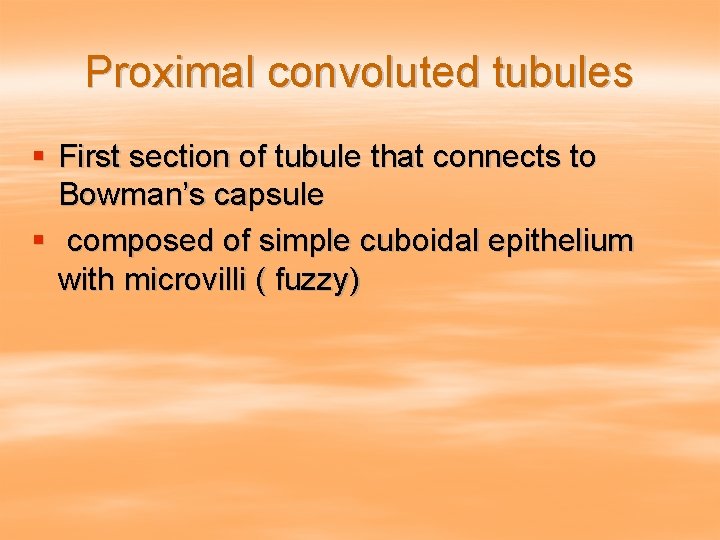 Proximal convoluted tubules § First section of tubule that connects to Bowman’s capsule §