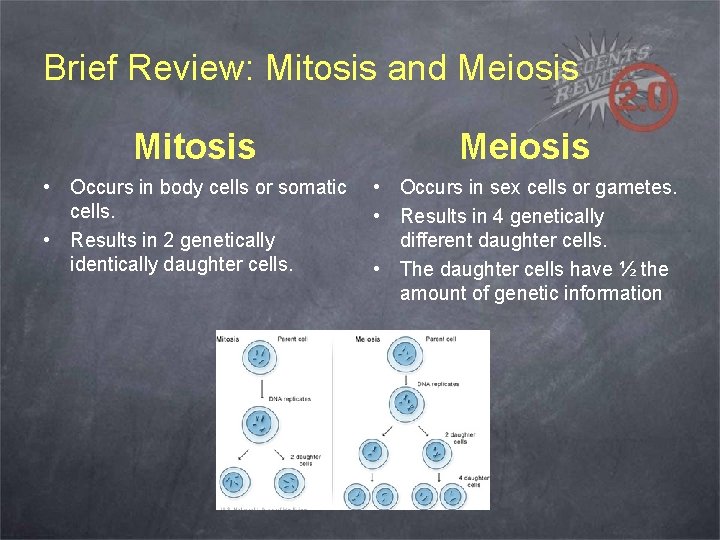 Brief Review: Mitosis and Meiosis Mitosis Meiosis • Occurs in body cells or somatic