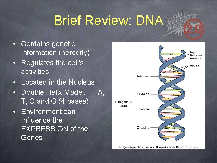 Brief Review: DNA • Contains genetic information (heredity) • Regulates the cell’s activities •