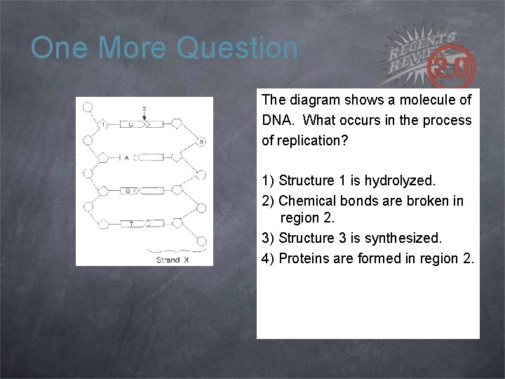 One More Question The diagram shows a molecule of DNA. What occurs in the