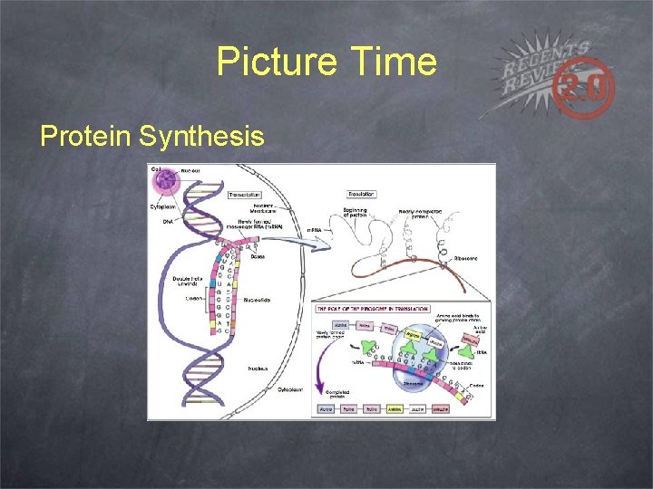 Picture Time Protein Synthesis 