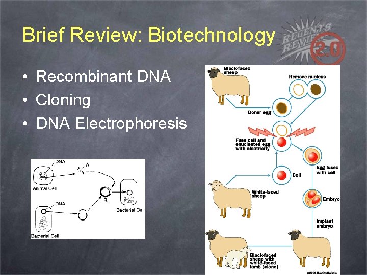 Brief Review: Biotechnology • Recombinant DNA • Cloning • DNA Electrophoresis 