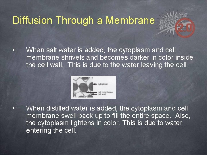 Diffusion Through a Membrane • When salt water is added, the cytoplasm and cell
