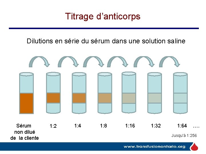 Titrage d’anticorps Dilutions en série du sérum dans une solution saline Sérum non dilué Titrage d’anticorps Dilutions en série du sérum dans une solution saline Sérum non dilué