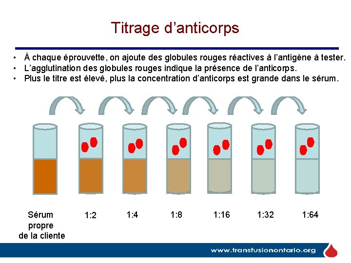 Titrage d’anticorps • À chaque éprouvette, on ajoute des globules rouges réactives à l’antigène Titrage d’anticorps • À chaque éprouvette, on ajoute des globules rouges réactives à l’antigène