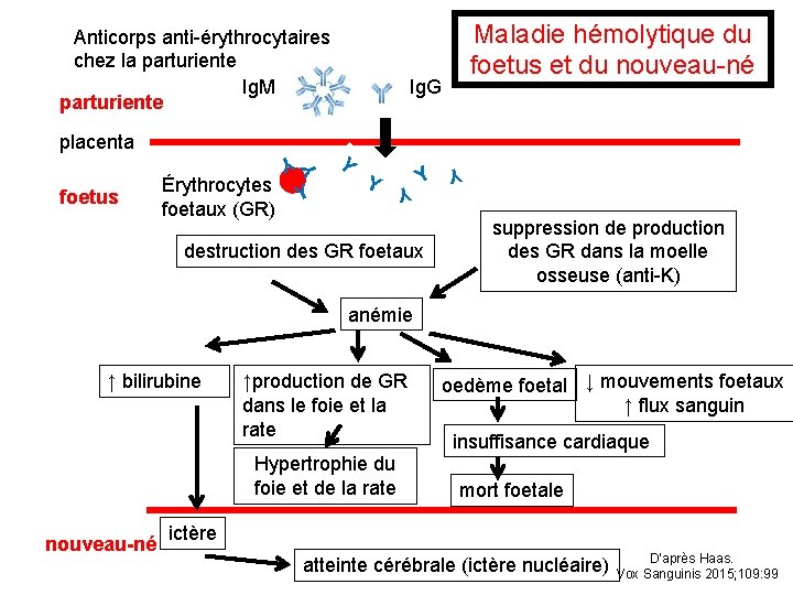 Y Y Y Ig. G Y Y foetus Érythrocytes foetaux (GR) Maladie hémolytique du Y Y Y Ig. G Y Y foetus Érythrocytes foetaux (GR) Maladie hémolytique du