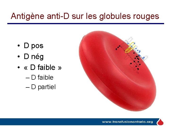 Antigène anti-D sur les globules rouges • D pos • D nég • « Antigène anti-D sur les globules rouges • D pos • D nég • «