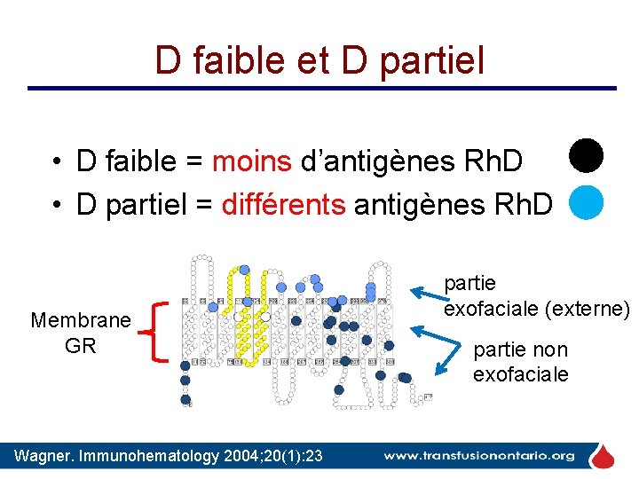 D faible et D partiel • D faible = moins d’antigènes Rh. D • D faible et D partiel • D faible = moins d’antigènes Rh. D •