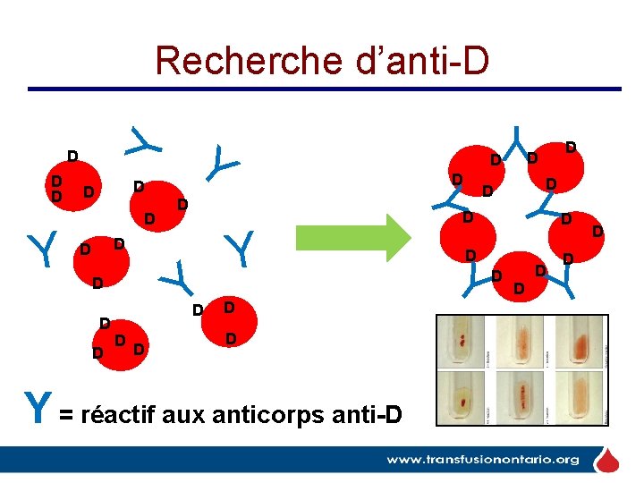 Recherche d’anti-D Y D D D D Y = réactif aux anticorps anti-D D Recherche d’anti-D Y D D D D Y = réactif aux anticorps anti-D D