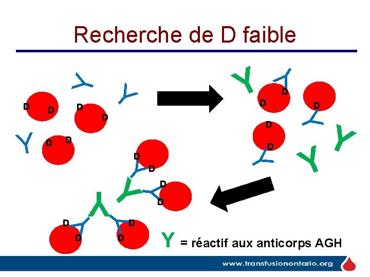 Recherche de D faible Y D D D Y Y Y D D D Recherche de D faible Y D D D Y Y Y D D D