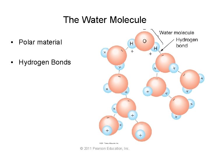 The Water Molecule • Polar material • Hydrogen Bonds © 2011 Pearson Education, Inc.