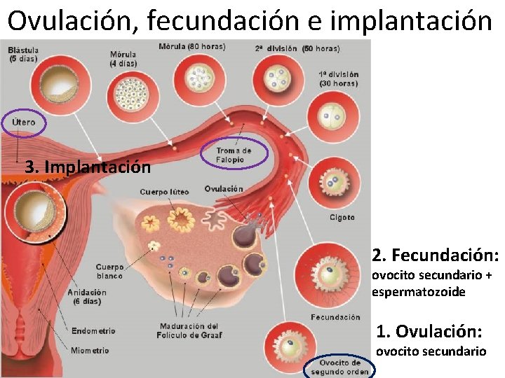 Ovulación, fecundación e implantación 3. Implantación 2. Fecundación: ovocito secundario + espermatozoide 1. Ovulación: