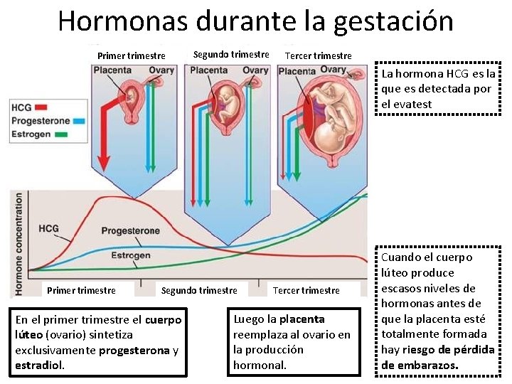 Hormonas durante la gestación Primer trimestre Segundo trimestre Tercer trimestre La hormona HCG es