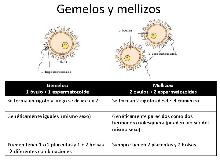 Gemelos y mellizos Gemelos: 1 óvulo + 1 espermatozoide Mellizos: 2 óvulos + 2