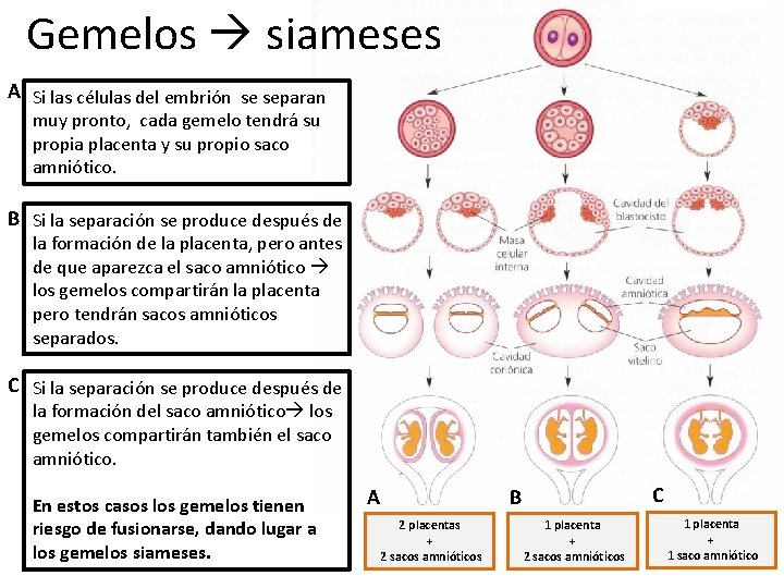 Gemelos siameses A Si las células del embrión se separan muy pronto, cada gemelo
